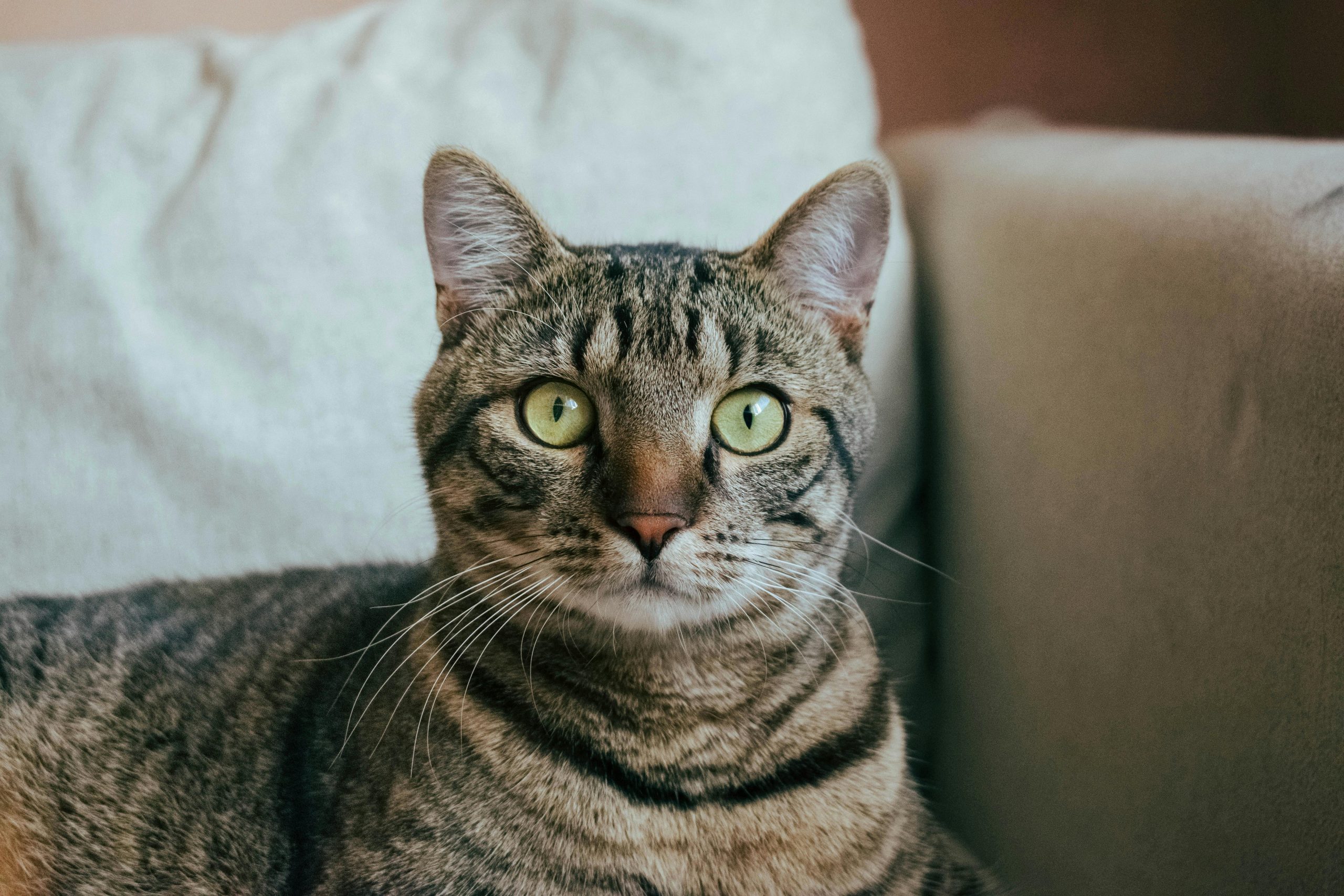 Contact us to book your cat