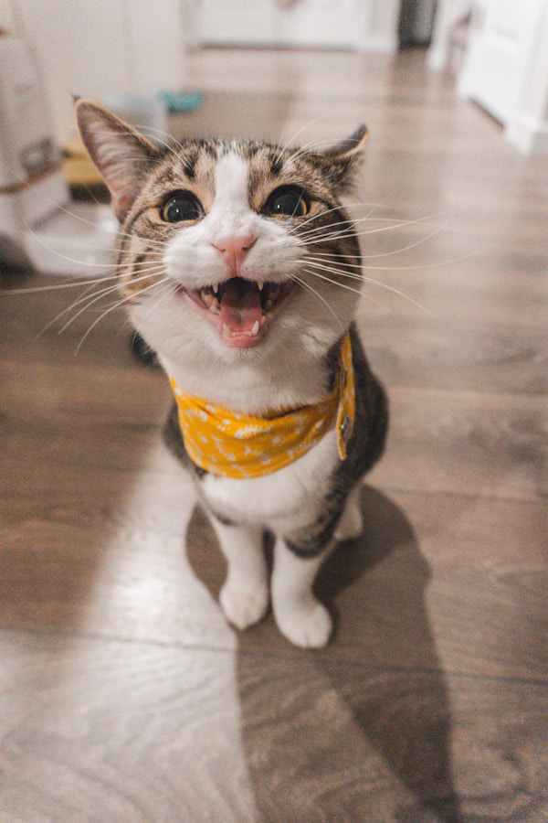 Happy cat at Amberlodge