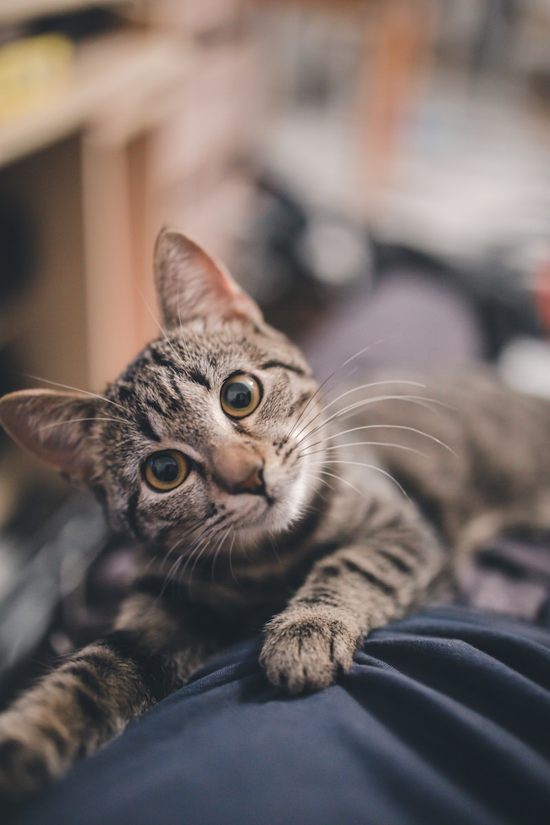 Cat in comfortable home environment