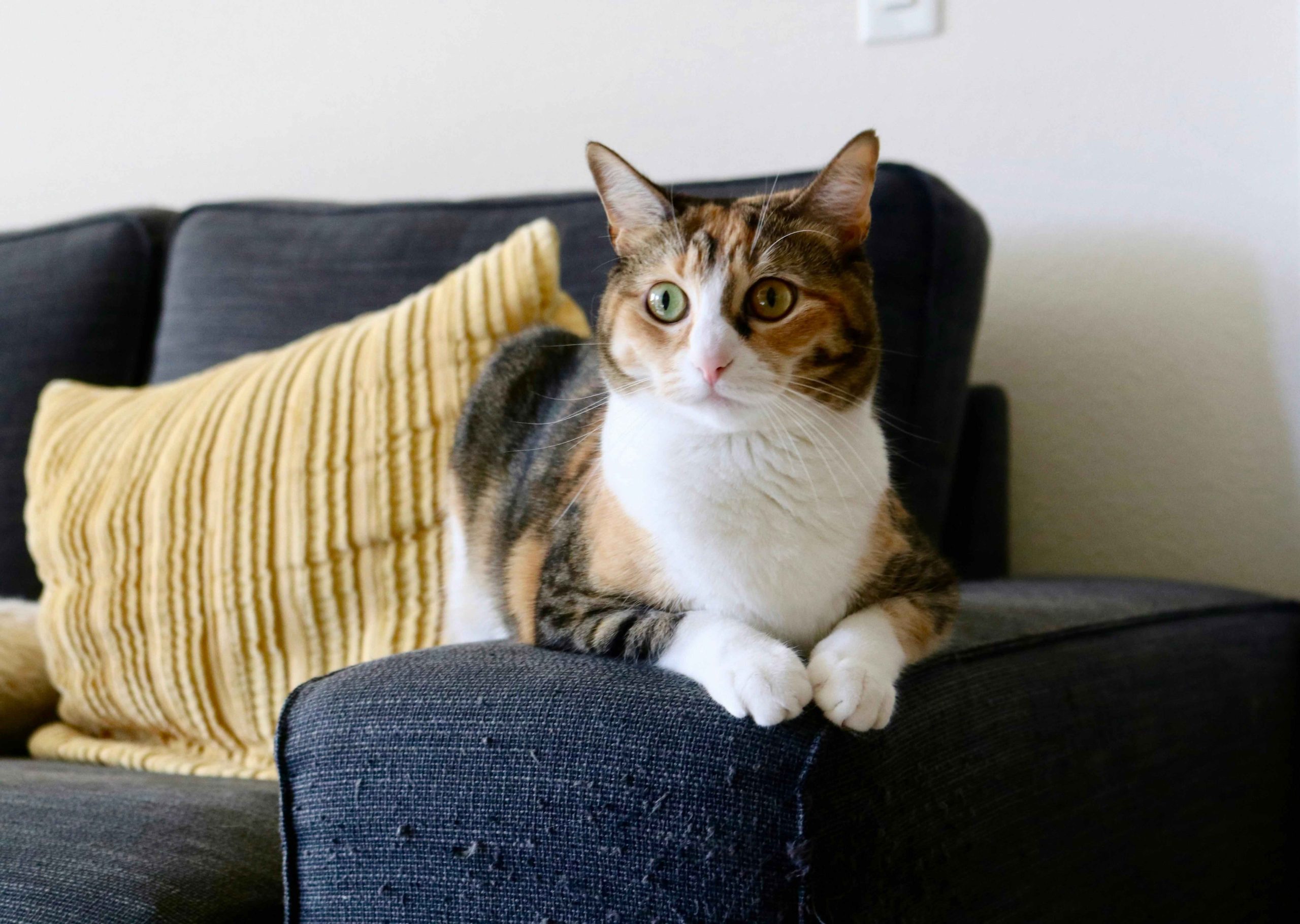 Luxury cat accommodation interior
