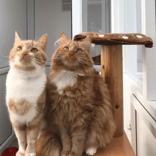 Secure cattery room