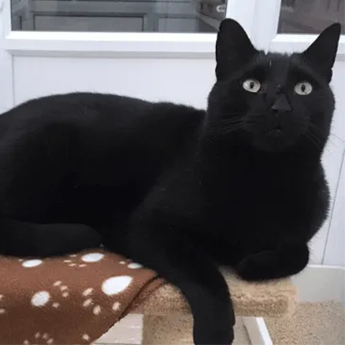 Cozy cat space