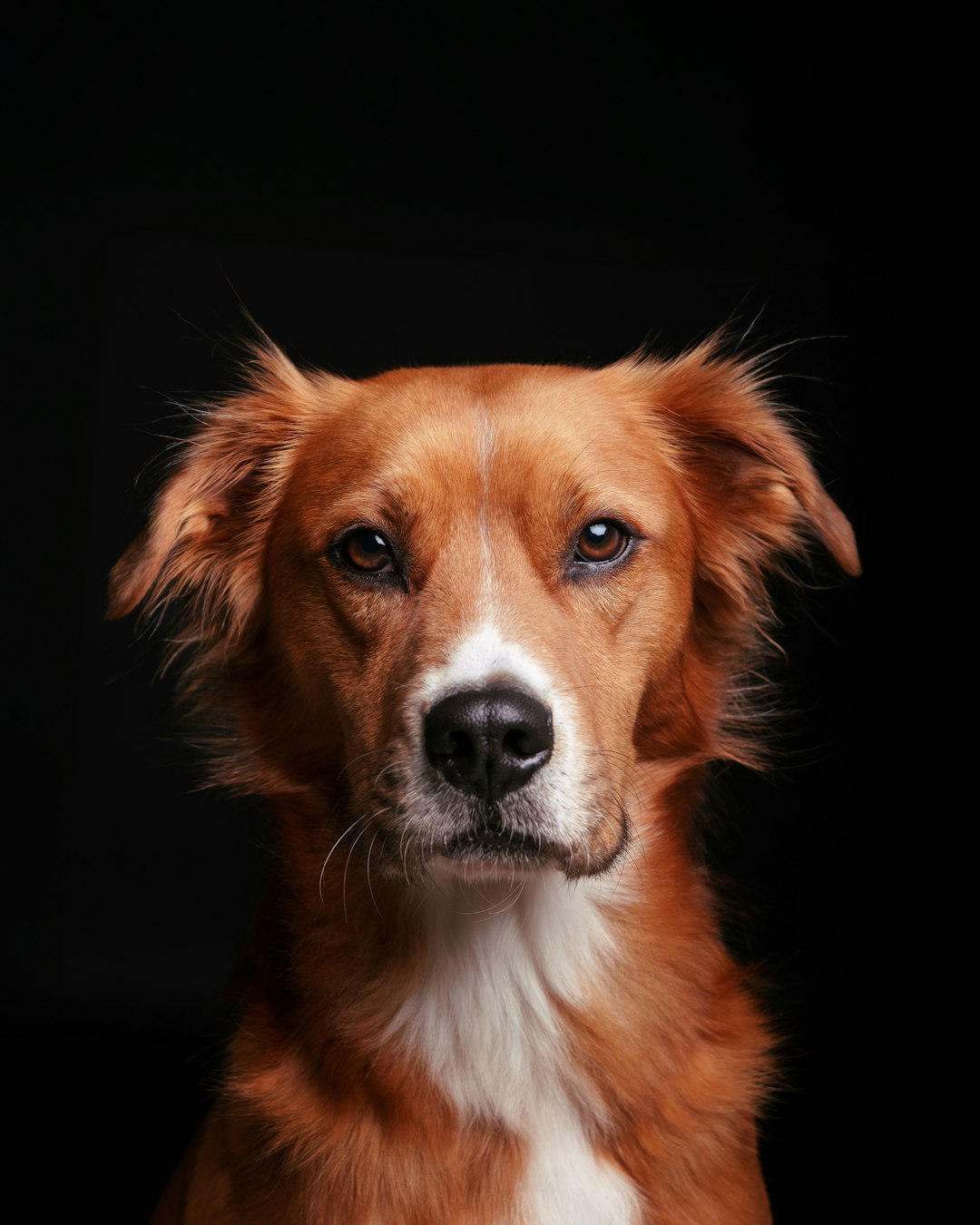 Dramatic Dog Portrait